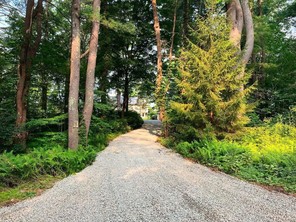 Gravel pathway winding through lush green trees and ferns in a serene forest setting.